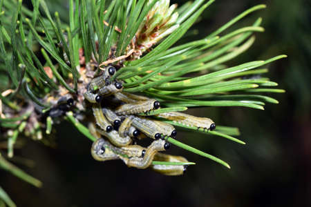 Larvae of European pine sawfly (Neodiprion sertifer) eating pine needlesの写真素材