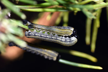 Larvae of European pine sawfly (Neodiprion sertifer) eating pine needlesの写真素材