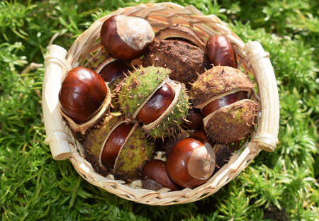 Basket full of fresh horse chestnutsの写真素材