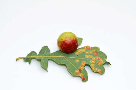 Oak leaf with big gall caused by Cynips quercusfolii insect, small galls caused by Neuroterus quercusbaccarum insect (family Cynipidae)の写真素材