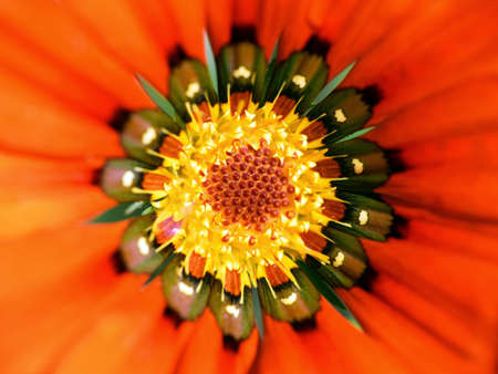 Beautiful gazania flower (Gazania rigens) close upの写真素材