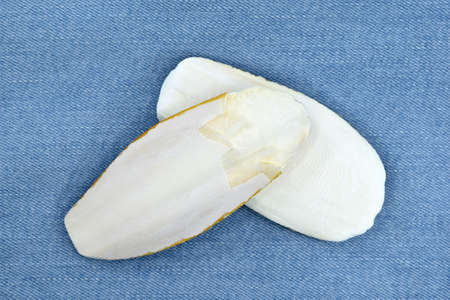 Cuttlefish bones - shells of cuttlefish, used for beak grinding and as a source of calcium for...