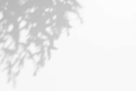 Abstract shadows of a plant with leaves. Natural blurred background, wallpaperの写真素材