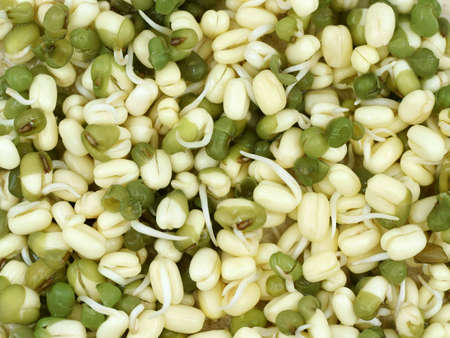 Sprouted mung beans close up
