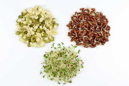Sprouted mung beans, grains of red wheat and alfalfa seeds, white background. Healthy eating conceptの写真素材