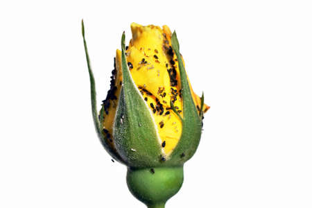 Colony of aphids on bud of yellow rose, white background