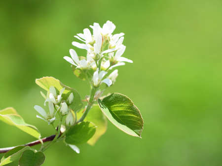 Flower of Amelanchier shrub (family Rosaceae), sunny day, spring timeの写真素材