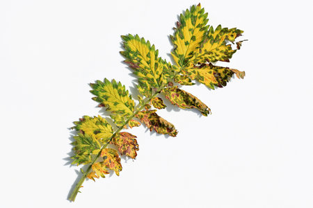 Pucciniastrum agrimoniae rust on agrimony leaf (upper side). Plant pathogen, fungal diseaseの写真素材