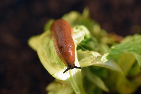 Slug eating lettuce leaf. Pest in a garden, Europe