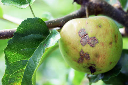Fungal disease apple scab caused by Venturia inaequalis fungusの写真素材