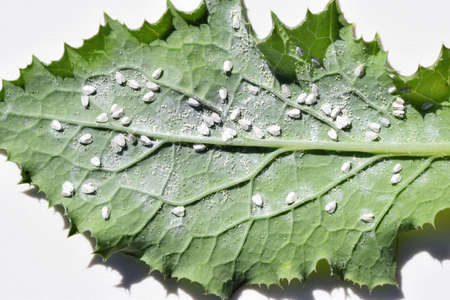 Whitefly, probably cabbage whitefly (Aleyrodes proletella) on the underside of thistle leaf. Pest of many plantsの写真素材