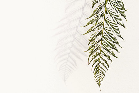 Fern leaf and its shadow on a wall. Natural background, copy space for text
