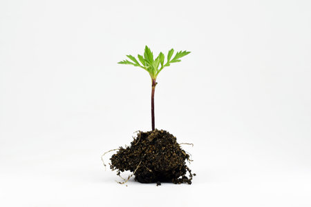 Young plant of marigold (Tagetes) flower, white background