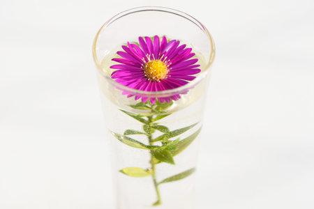 Beautiful autumn aster in a small glass vase, white backgroundの写真素材