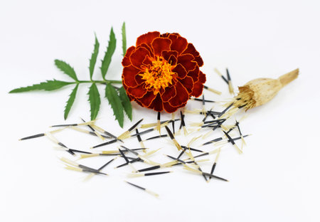 Tagetes flower with leaf and seeds, white backgroundの写真素材