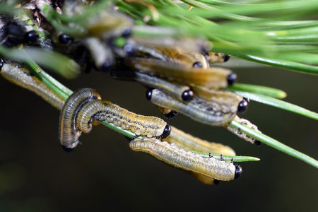 <p>Larvae of European pine sawfly (Neodiprion sertifer) eating pine needles</p>の写真素材