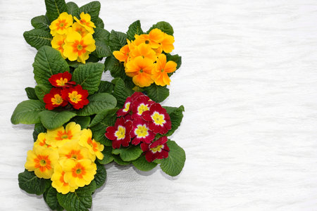 Colorful primrose flowers (Primula acaulis), copy space for textの写真素材