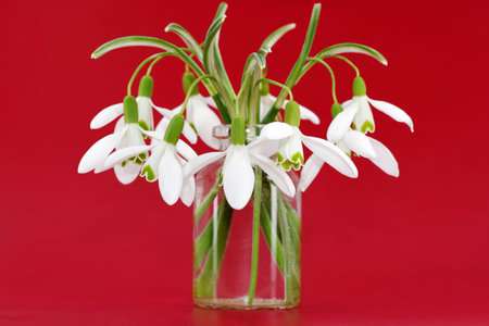 Romantic bouquet of snowdrops (Galanthus nivalis) in a small glass bottle, contrast red background, spring timeの写真素材