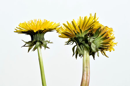 Comparison of dandelions - common plant and dandelions fused together. Abnormality of plant growth,...