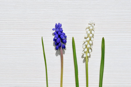 Blue and white muscari flowers with leaves on light backgroundの写真素材