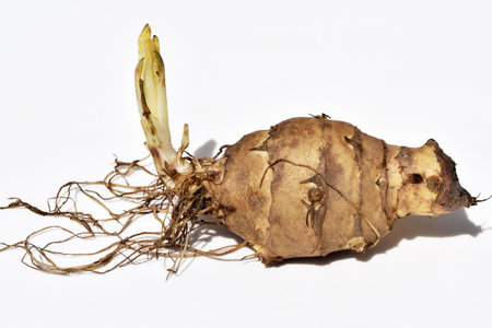 Sprouting Jerusalem artichoke (Helianthus tuberosus) tuber with roots, white backgroudの写真素材