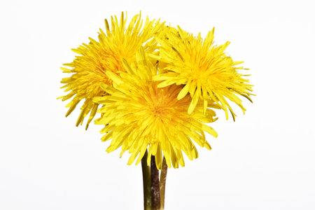 Dandelion flowers isolated on white background, close up viewの写真素材