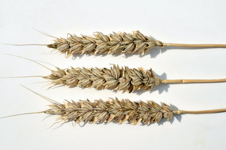 Wheat ears with black (sooty) head mold of wheat, caused by fungi (especially Alternaria spp. and Cladosporium spp.)の写真素材
