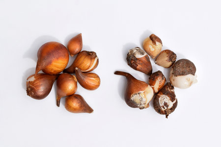 Healthy versus unhealthy looking or damaged tulip bulbs, white backgroundの写真素材