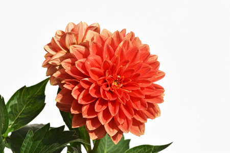 Beautiful dahlia flower, close up viewの写真素材