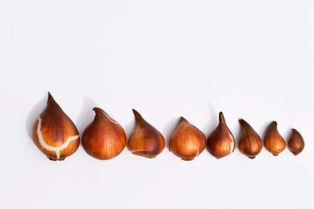 Tulip bulbs of different sizes in a row, white background