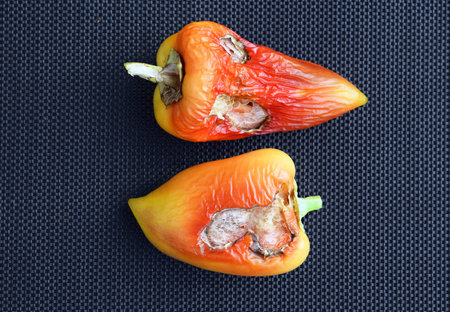 Damaged pepper fruits (Capsicum annuum) on dark background