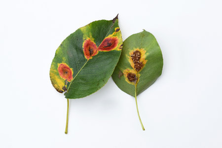 Pear leaves with Pear rust - disease caused by Gymnosporangium sabinae fungus. Symptoms on upper and underside of leavesの写真素材