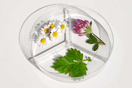 Petri dish with various kinds of herbs (daisy flowers, red clover and agrimony leaf). Phytotherapy,...