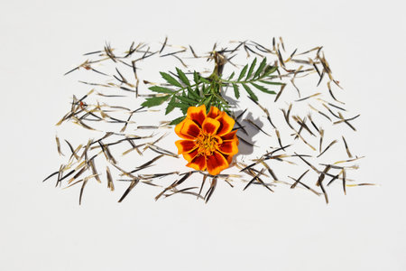 Tagetes flower with seeds, white background, copy space for textの写真素材