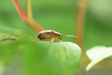 Pyrrhalta viburni adult on viburnum leaf