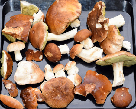 Cleaned Boletus mushrooms, delicious edible mushroomsの写真素材