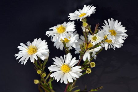 Blooming autumn aster of white color, black backgroundの写真素材