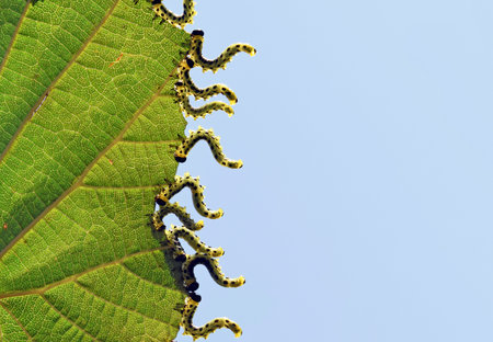 Sawfly (Craesus septentrionalis) pest, family Tenthredinidae. Larvae feeding in group of hazel leaf...