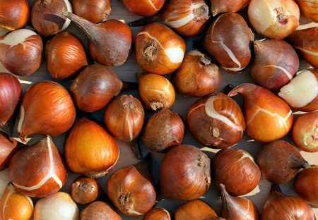 Group of tulip bulbs. Concept of gardening and growing ornamental plants
