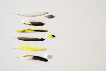 Colorful feathers on white background, copy space for text