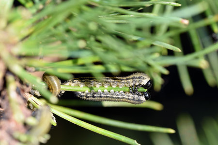 Larvae of European pine sawfly (Neodiprion sertifer) eating pine needlesの写真素材