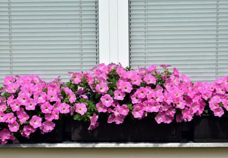 Beautifully blooming petunias of pink color in a flower boxes on a windowsillの写真素材