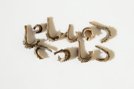 Seeds of Calendula officinalis flower close up, white backgroundの写真素材