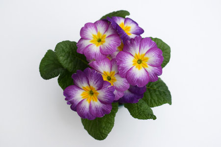 Colorful blooming primrose (Primula acaulis) in a flowerpot, white backgroundの写真素材