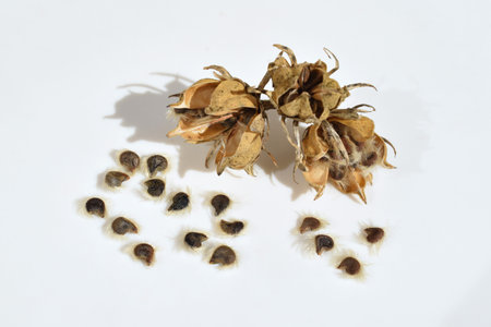 Hibiscus syriacus capsules with seeds close upの写真素材