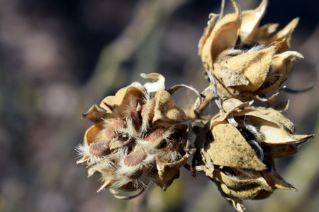 Hibiscus syriacus capsules with seeds close upの写真素材