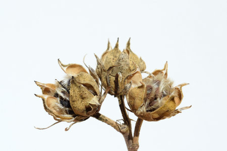 Hibiscus syriacus capsules with seeds close upの写真素材