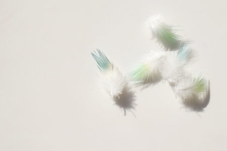 Feathers on a white background, copy space for textの写真素材