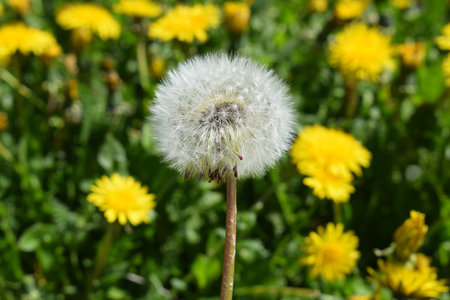 Faded and flowering dandelions, close up viewの写真素材