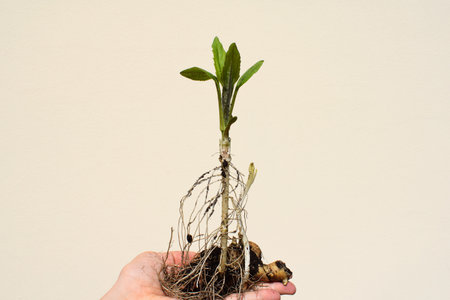 Young plant of Jerusalem artichoke (Helianthus tuberosus) dug out of the soil, spring time, plant in womanâs handの写真素材